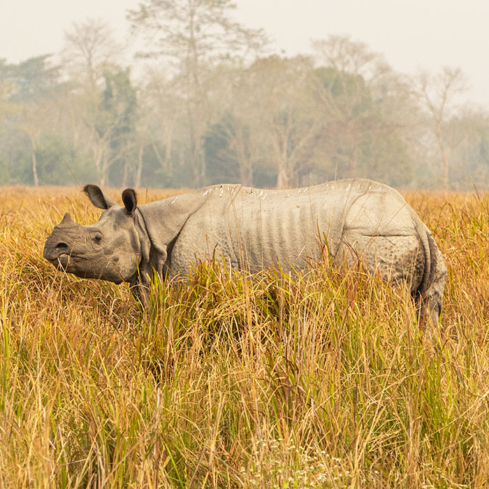 Assam